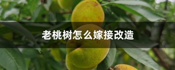 老桃树怎么嫁接改造