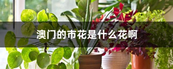 澳门的市花是什么花啊