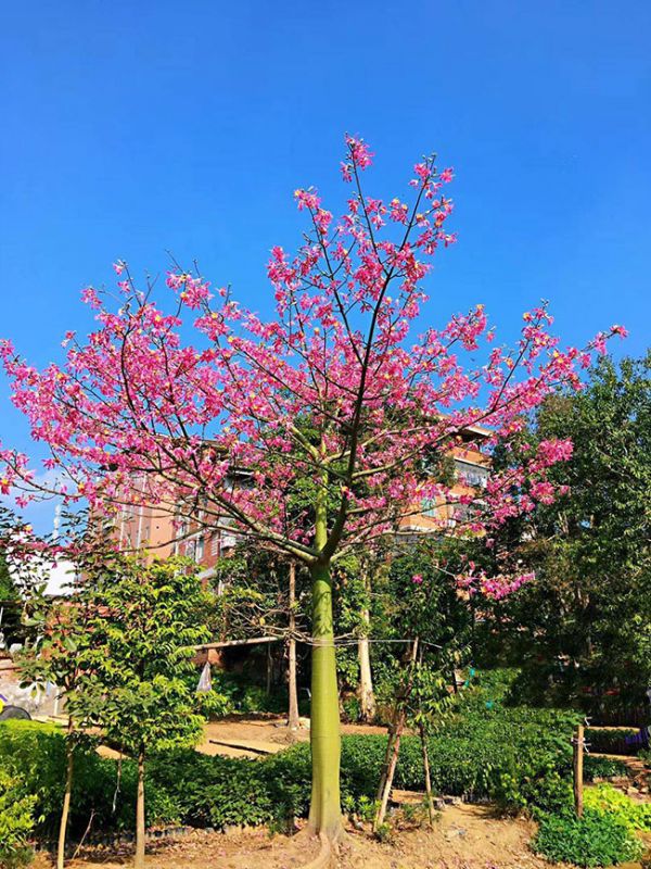 木棉花的寓意及象征是什么?白色木棉花花语