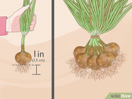 Step 4 从距离洋葱叶子2.5厘米的地方，把根剪下来。