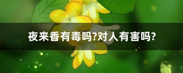 夜来香有毒吗?对人有害吗?