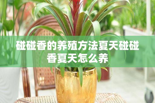 碰碰香的养殖方法夏天碰碰香夏天怎么养