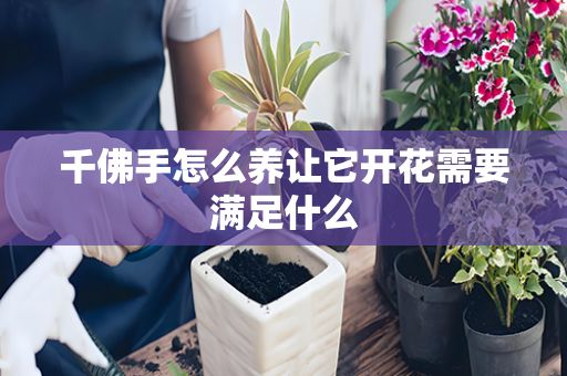 千佛手怎么养让它开花需要满足什么