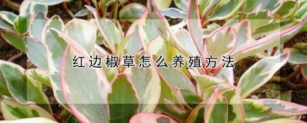 红边椒草怎么养殖方法