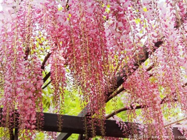 阿知紫藤粉色日系紫藤花