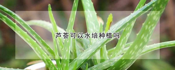 芦荟可以水培种植吗