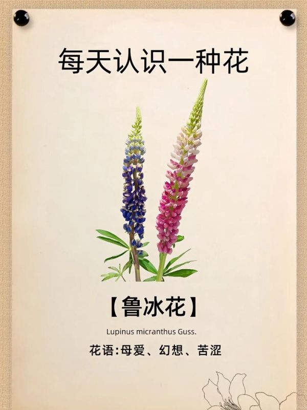 鲁冰花花语大全_鲁冰花植物花语