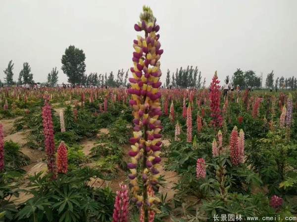 鲁冰花种子发芽出苗开花图片