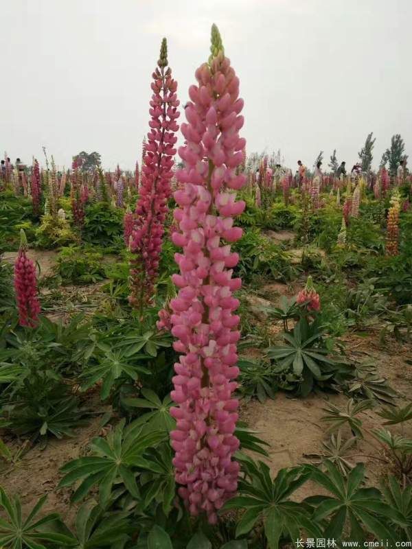 鲁冰花种子发芽出苗开花图片