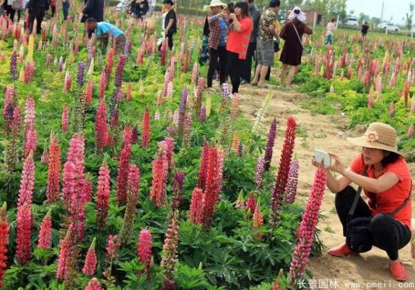 鲁冰花种子发芽出苗开花图片