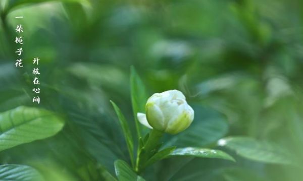 栀子花开在几月？——揭秘栀子花的开花时间（一年四季皆有栀子花，主要开花季节在春夏两季）