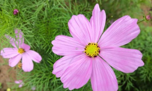 格桑花花语（格桑花花语的寓意与象征）