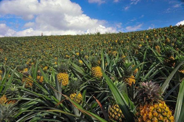 菠萝产地在哪里?中国哪里产的菠萝最好吃?