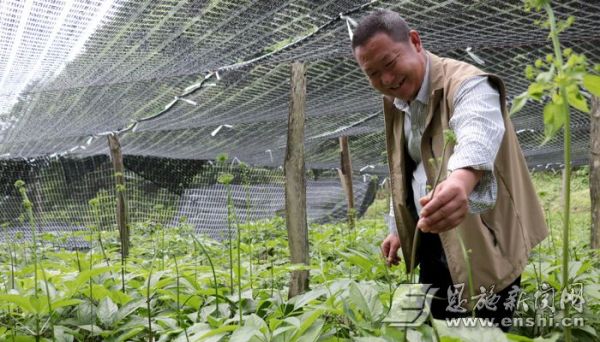 村党支部书记张毕然查看大果竹节人参药材长势。（通讯员郑家云 摄）