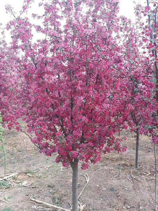 红叶樱花树花期是几月?红叶樱花花期有多长?