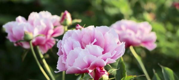 芍药花的寓意与象征——美丽与坚韧并存（探寻芍药花的文化内涵）