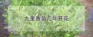 九里香苗几年开花,第1图