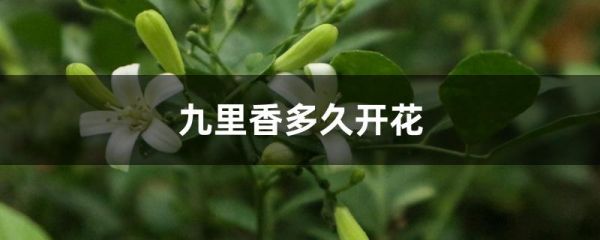 九里香多久开花