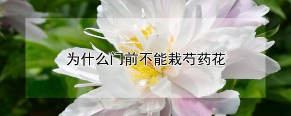 为什么门前不能栽芍药花