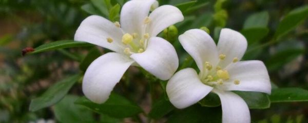 九里香开花如何授粉