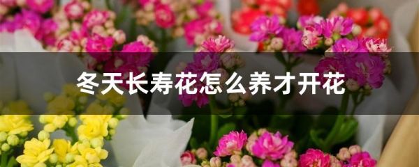 冬天长寿花怎么养才开花