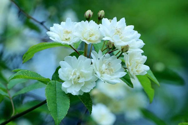 木香花几月种植?木香花种植方法