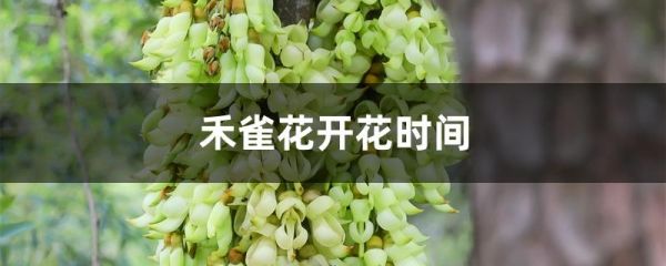 禾雀花开花时间