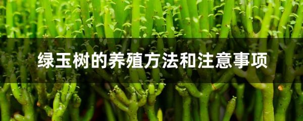 绿玉树的养殖方法和注意事项