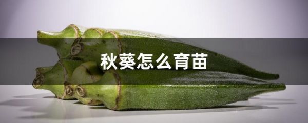 秋葵怎么育苗