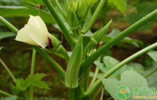 秋葵种植方法及效益分析-图片版权归惠农网所有