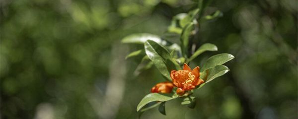 西安市花是什么 西安市花到底是什么