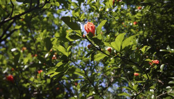 西安市花是什么 西安市花到底是什么