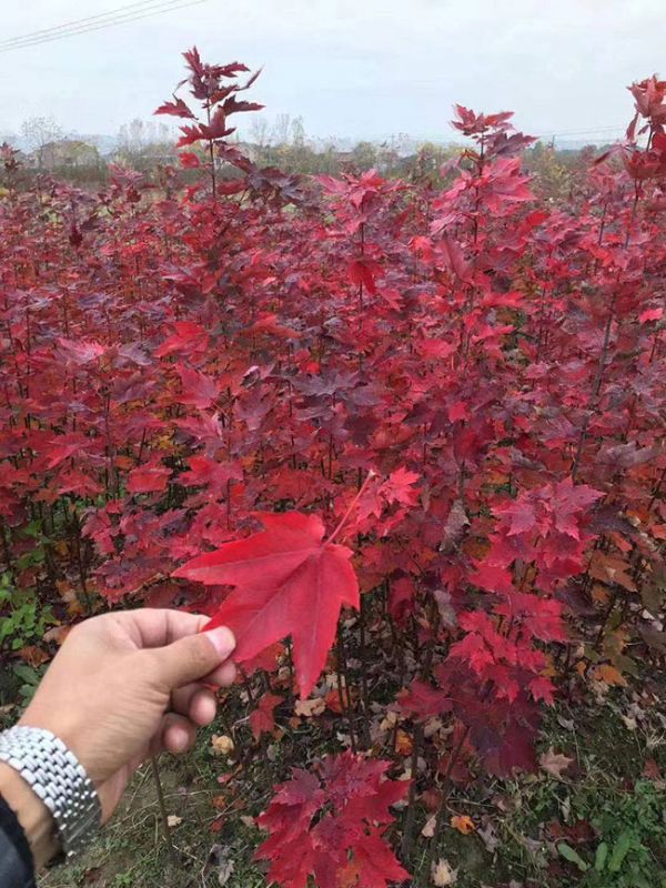 美国红枫盆栽怎么种?美国红枫盆栽种植教程