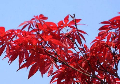 红枫盆景种植方法