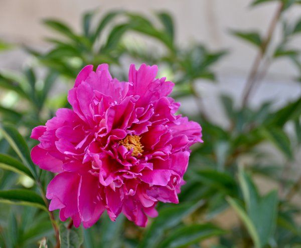 芍药几点开花时间