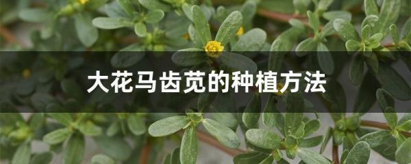 大花马齿苋的种植方法