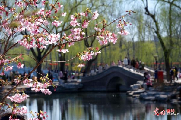 北京玉渊潭公园樱花节开幕