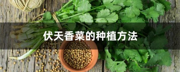 伏天香菜的种植方法