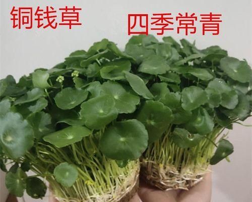 铜钱草怎么养（铜钱草的正确养法讲解）