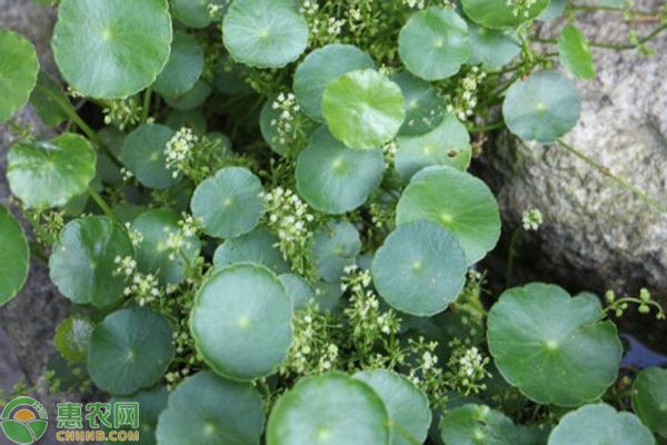 铜钱草种植技术和方法-图片版权归惠农网所有