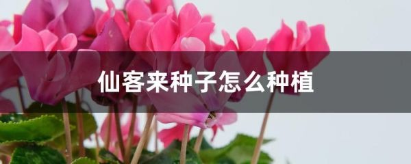 仙客来种子怎么种植