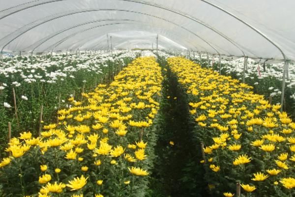 菊花冬季种植方法，初冬季节及时剪去残花