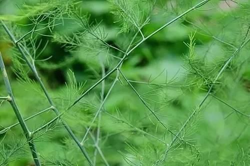 芦笋这小妖精，既非芦，又非笋，叶非叶，根非根