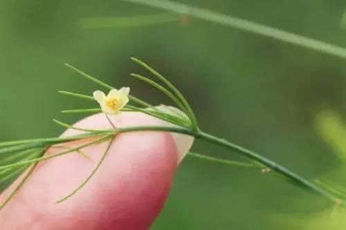 芦笋这小妖精，既非芦，又非笋，叶非叶，根非根