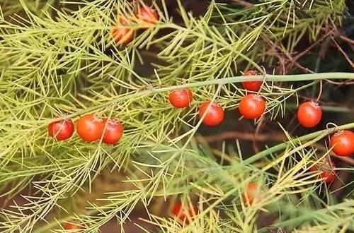 芦笋这小妖精，既非芦，又非笋，叶非叶，根非根