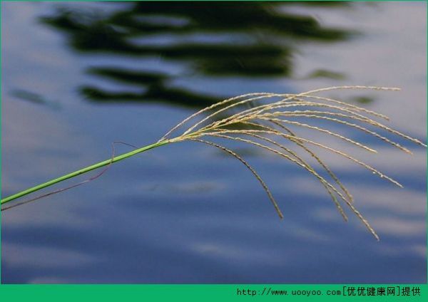 芦笋和芦苇是什么关系？芦笋是芦苇的嫩芽吗？(4)