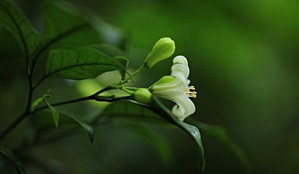 七里香花图片大全 七里香花语及寓意