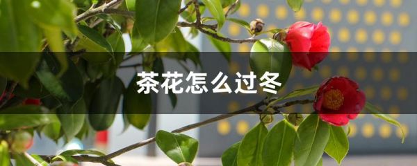 茶花怎么过冬，冬天会冻死吗