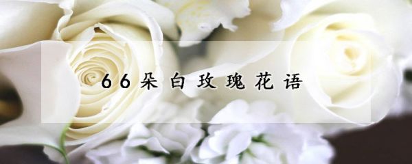 66朵白玫瑰花语