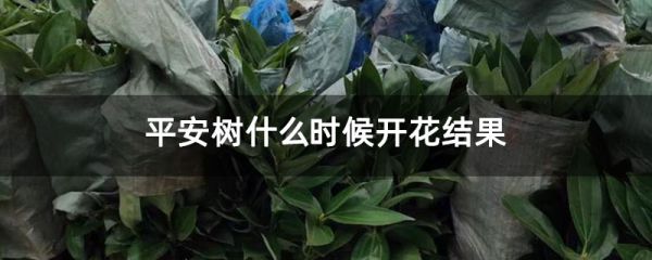 平安树什么时候开花结果